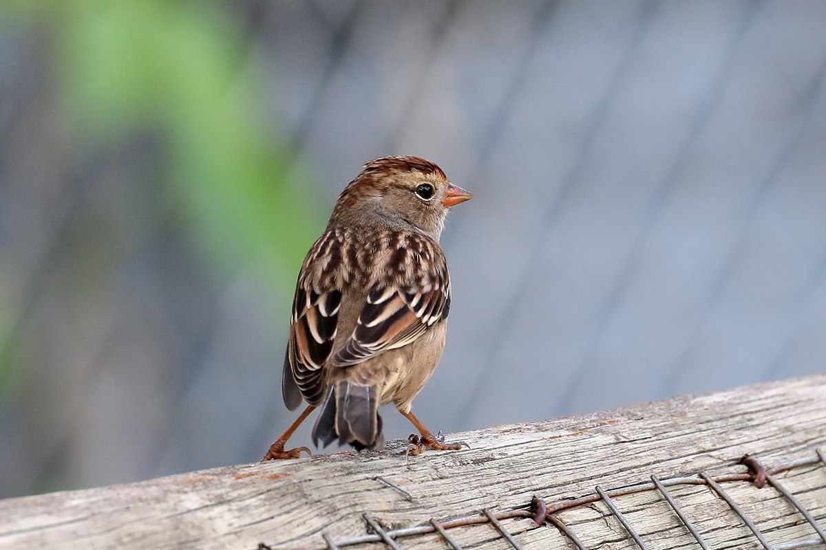 White-crowned Sparrow - Witkruingors